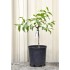 Jujube Tree (Ziziphus jujuba) - Ta-Jan (190 mm POT)
