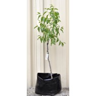 Jujube Tree (Ziziphus jujuba) - Ta-Jan (25 L POLYBAG, TALL WITH LARGE ROOTS)