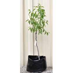Jujube Tree (Ziziphus jujuba) - Ta-Jan (25 L POLYBAG, LARGE ROOTS)