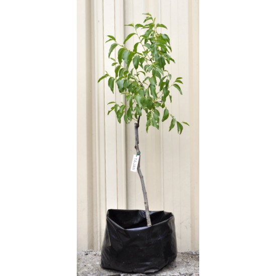 Jujube Tree (Ziziphus jujuba) - Ta-Jan (25 L POLYBAG, TALL WITH LARGE ROOTS)