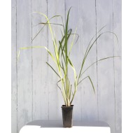 West Indian (Green-stemmed) Lemongrass (Cymbopogon citratus) 90 mm Bottomless Pot