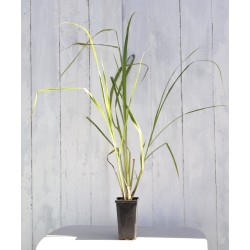 West Indian (Green-stemmed) Lemongrass (Cymbopogon citratus) 90 mm Bottomless Pot