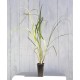 West Indian (Green-stemmed) Lemongrass (Cymbopogon citratus) 90 mm Bottomless Pot