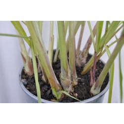 Lemongrass (Cymbopogon citratus) in 200 mm Pot