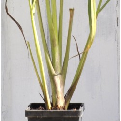 West Indian (Green-stemmed) Lemongrass (Cymbopogon citratus) 90 mm Bottomless Pot