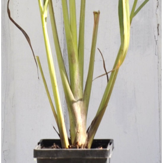 West Indian (Green-stemmed) Lemongrass (Cymbopogon citratus) 90 mm Bottomless Pot