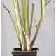 West Indian (Green-stemmed) Lemongrass (Cymbopogon citratus) 90 mm Bottomless Pot