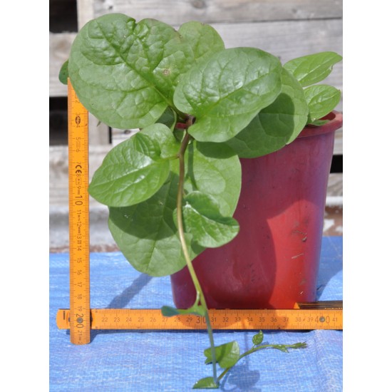 Red-stemmed Malabar/Climbing Spinach (Basella alba 'Rubra') in 160 mm Pot