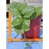 Red-stemmed Malabar/Climbing Spinach (Basella alba 'Rubra') in 160 mm Pot