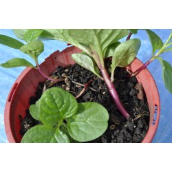 Red-stemmed Malabar/Climbing Spinach (Basella alba 'Rubra') in 160 mm Pot