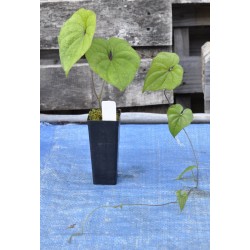 Chinese Mountain Yam or Japanese Nagaimo (Dioscorea polystachya) as Propagation Material