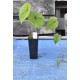 Chinese Mountain Yam or Japanese Nagaimo (Dioscorea polystachya) in 50 mm Tube