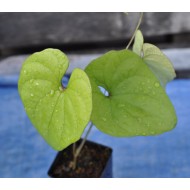 Chinese Mountain Yam or Japanese Nagaimo (Dioscorea polystachya) in 50 mm Tube