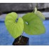 Chinese Mountain Yam or Japanese Nagaimo (Dioscorea polystachya) in 50 mm Tube