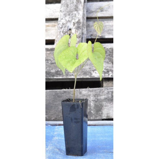 Chinese Mountain Yam or Japanese Nagaimo (Dioscorea polystachya) in 50 mm Tube