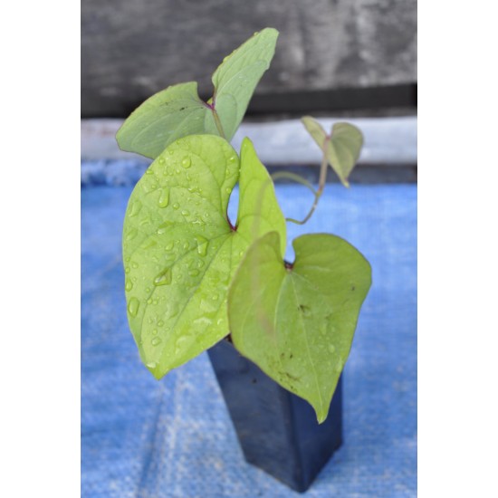 Chinese Mountain Yam or Japanese Nagaimo (Dioscorea polystachya) in 50 mm Tube