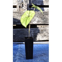 Chinese Mountain Yam or Japanese Nagaimo (Dioscorea polystachya) in 50 mm Tube