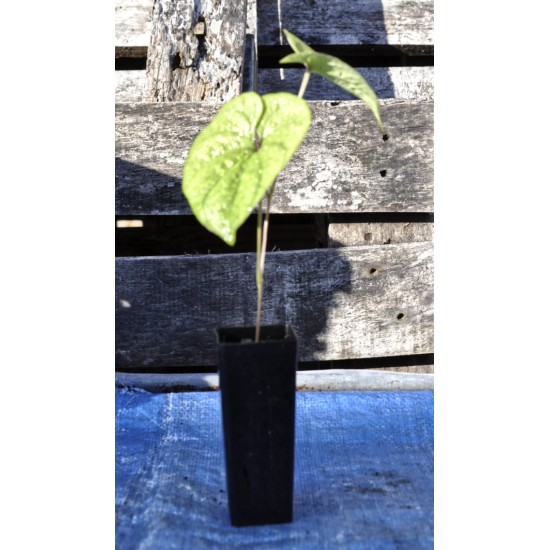 Chinese Mountain Yam or Japanese Nagaimo (Dioscorea polystachya) in 50 mm Tube