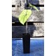 Chinese Mountain Yam or Japanese Nagaimo (Dioscorea polystachya) in 50 mm Tube