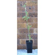 Young Pigeon Pea Tree (Cajanus cajan) in 90 mm Bottomless Pot