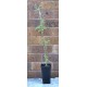 Young Pigeon Pea Tree (Cajanus cajan) in 90 mm Bottomless Pot Young Pigeon Pea Tree (Cajanus cajan) in 90 mm Bottomless Pot
