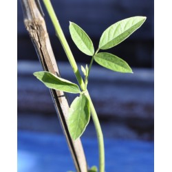 Young Pigeon Pea Tree (Cajanus cajan) in 90 mm Bottomless Pot