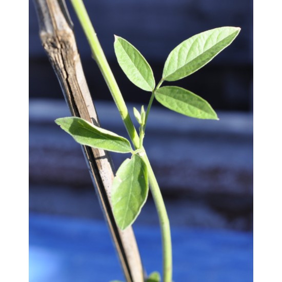 Young Pigeon Pea Tree (Cajanus cajan) in 90 mm Bottomless Pot Young Pigeon Pea Tree (Cajanus cajan) in 90 mm Bottomless Pot