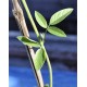 Young Pigeon Pea Tree (Cajanus cajan) in 90 mm Bottomless Pot Young Pigeon Pea Tree (Cajanus cajan) in 90 mm Bottomless Pot