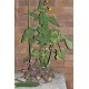 Yacon (Peruvian Ground Apple) (Smallanthus sonchifolius) as Propagation Material Yacon (Peruvian Ground Apple) (Smallanthus sonchifolius) as Propagation Material