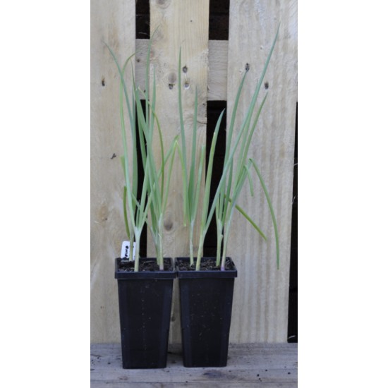 4 Red Beard Bunching/Spring/Welsh Onions (Allium fistulosum) in 90 mm Bottomless Pot