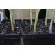 4 Red Beard Bunching/Spring/Welsh Onions (Allium fistulosum) in 90 mm Bottomless Pot