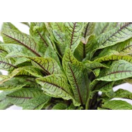 Red-Veined Sorrel/Bloody Dock Plant (Rumex sanguineus) in 160 mm Pot