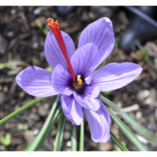 Saffron (Crocus sativus) in 50 mm Tube Saffron (Crocus sativus) in 50 mm Tube