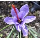 Saffron (Crocus sativus) in 50 mm Tube Saffron (Crocus sativus) in 50 mm Tube