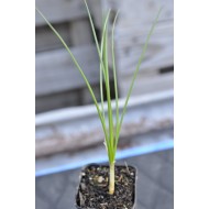 Saffron (Crocus sativus)  in 50 mm Tube