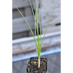 Saffron (Crocus sativus)  in 50 mm Tube