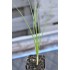 Saffron (Crocus sativus)  in 50 mm Tube