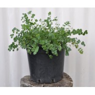 Salad Burnet (Sanguisorba minor) in 200 mm Pot