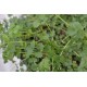 Salad Burnet (Sanguisorba minor) in 200 mm Pot