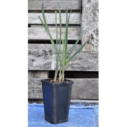 Society Garlic (Tulbaghia violacea) in 90 mm Bottomless Pot
