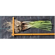 Society Garlic (Tulbaghia violacea) Bare-Rooted-Rhizome Clump