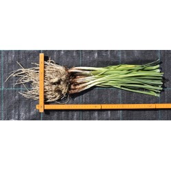 Society Garlic (Tulbaghia violacea) Bare-Rooted-Rhizome Clump