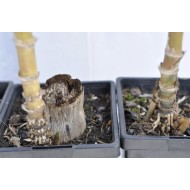 Heirloom Sugarcane (Saccharum sp.) Rooted, Growing Sugar Sett, Cultivar 1