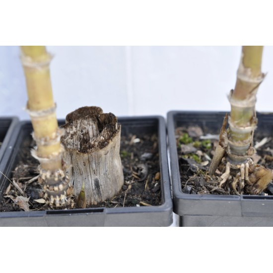 Heirloom Sugarcane (Saccharum sp.) Rooted, Growing Sugar Sett, Cultivar 1 Heirloom Sugarcane (Saccharum sp.) Rooted, Growing Sugar Sett, Cultivar 1