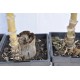 Heirloom Sugarcane (Saccharum sp.) Rooted, Growing Sugar Sett, Cultivar 1 Heirloom Sugarcane (Saccharum sp.) Rooted, Growing Sugar Sett, Cultivar 1