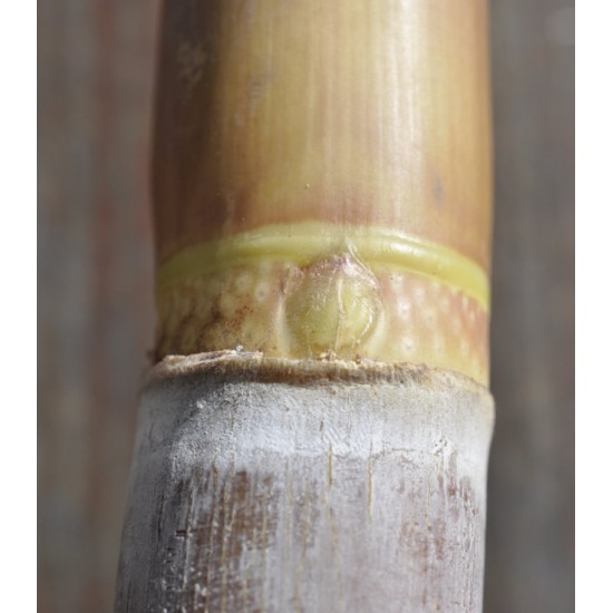 Heirloom Sugarcane (Saccharum sp.) Rooted, Growing Sugar Sett, Cultivar 1 Heirloom Sugarcane (Saccharum sp.) Rooted, Growing Sugar Sett, Cultivar 1