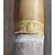 Heirloom Sugarcane (Saccharum sp.) Rooted, Growing Sugar Sett, Cultivar 1 Heirloom Sugarcane (Saccharum sp.) Rooted, Growing Sugar Sett, Cultivar 1