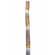 Heirloom Sugarcane (Saccharum sp.) Stem Piece, Cultivar 1