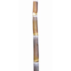 Heirloom Sugarcane (Saccharum sp.) Stem Piece, Cultivar 1
