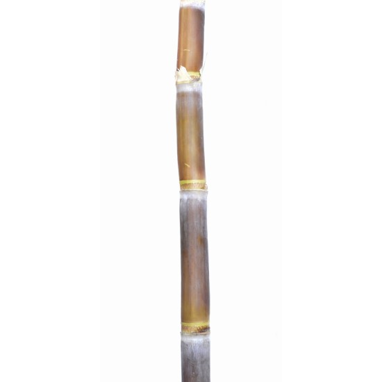 Heirloom Sugarcane (Saccharum sp.) Rooted, Growing Sugar Sett, Cultivar 1 Heirloom Sugarcane (Saccharum sp.) Rooted, Growing Sugar Sett, Cultivar 1